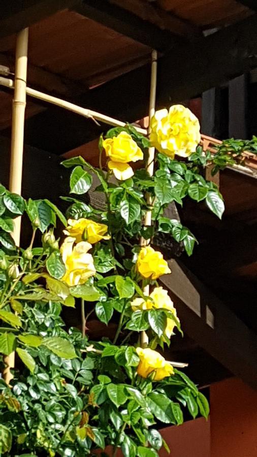B&B La Cascina Di Monia E Mario Borgo Ticino Dış mekan fotoğraf